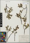 Foto von Salix glabra Scop.